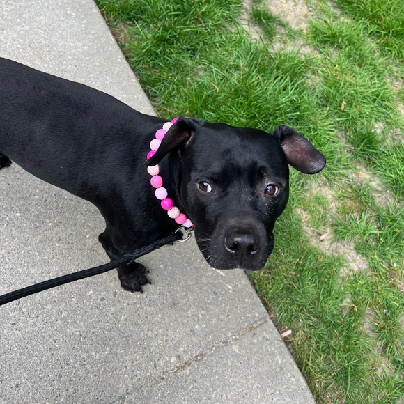 Handcrafted Beaded Dog Collar - Penelope - Beaded Acrylic Beads - Picture 4 of 16